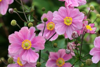 Garden plant of the moment: Anemone