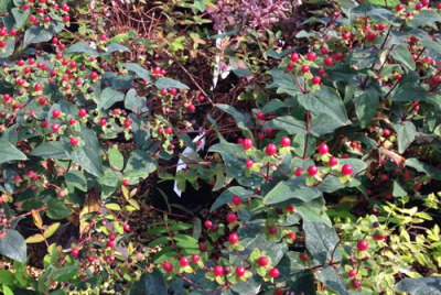 Seasonal Colour - October Gardening
