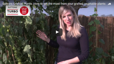 Suttons Grafted Plants: How to get the most from your grafted vegetable plants