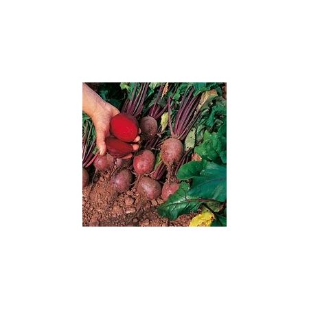 Beetroot Seeds - Globe 2 - image 1