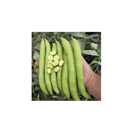 Bean (Broad Bean) Seeds - Luz de Otono - image 1