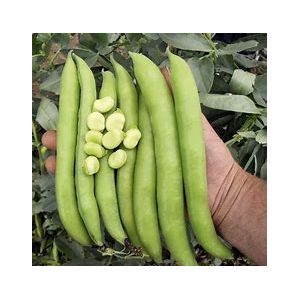 Bean (Broad Bean) Seeds - Luz de Otono - image 1