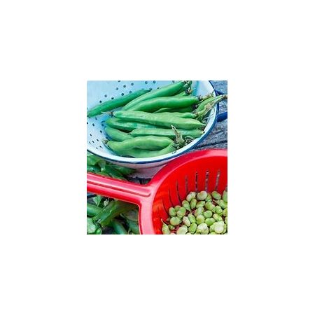 Bean (Broad) Seeds - The Sutton - image 1