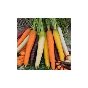 Carrot Seeds - Rainbow Mix - image 2