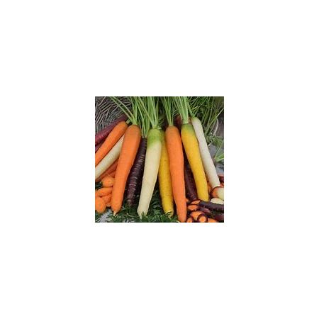 Carrot Seeds - Rainbow Mix - image 1