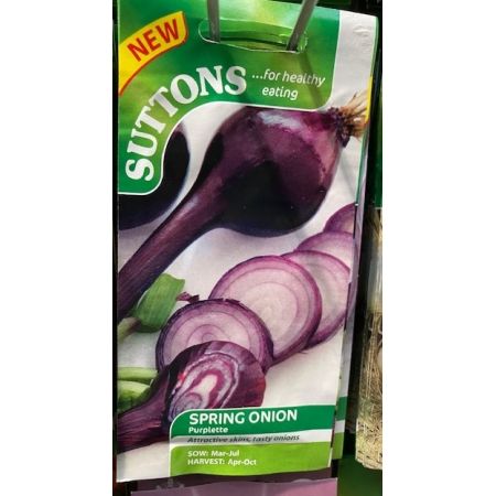 Onion Seeds - Purplette