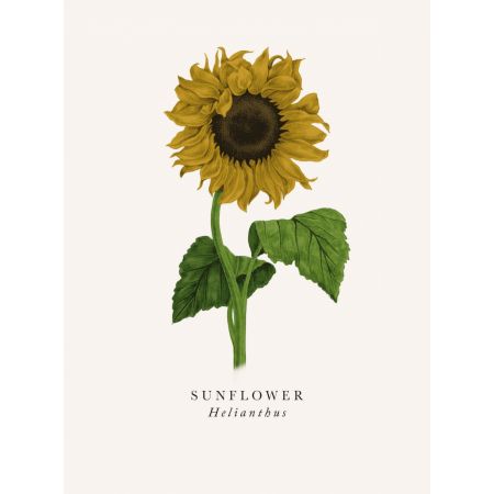 Sunflower - image 1