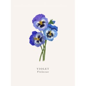 Violet - image 1